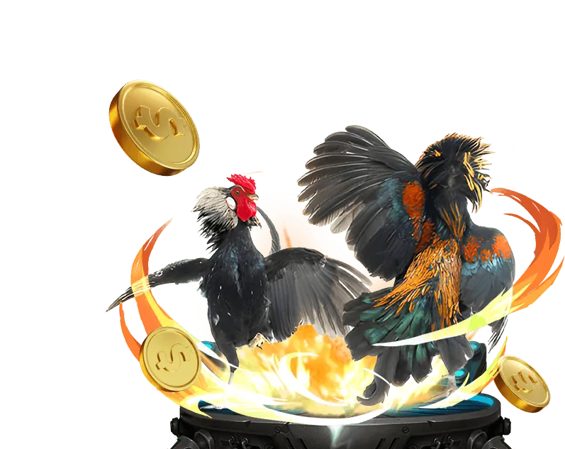 Phân tích gà chiến